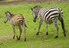 Zebras-6.jpg